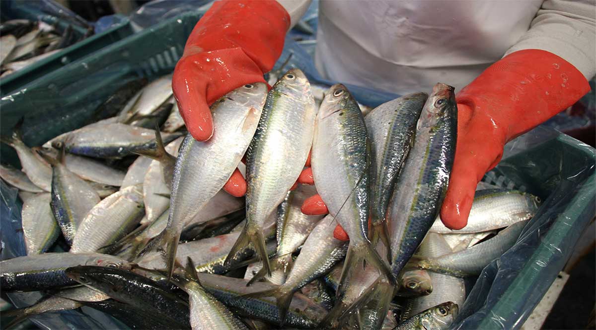 Establece Sader tallas de captura de pelágicos menores en el Océano Pacífico y Golfo de California