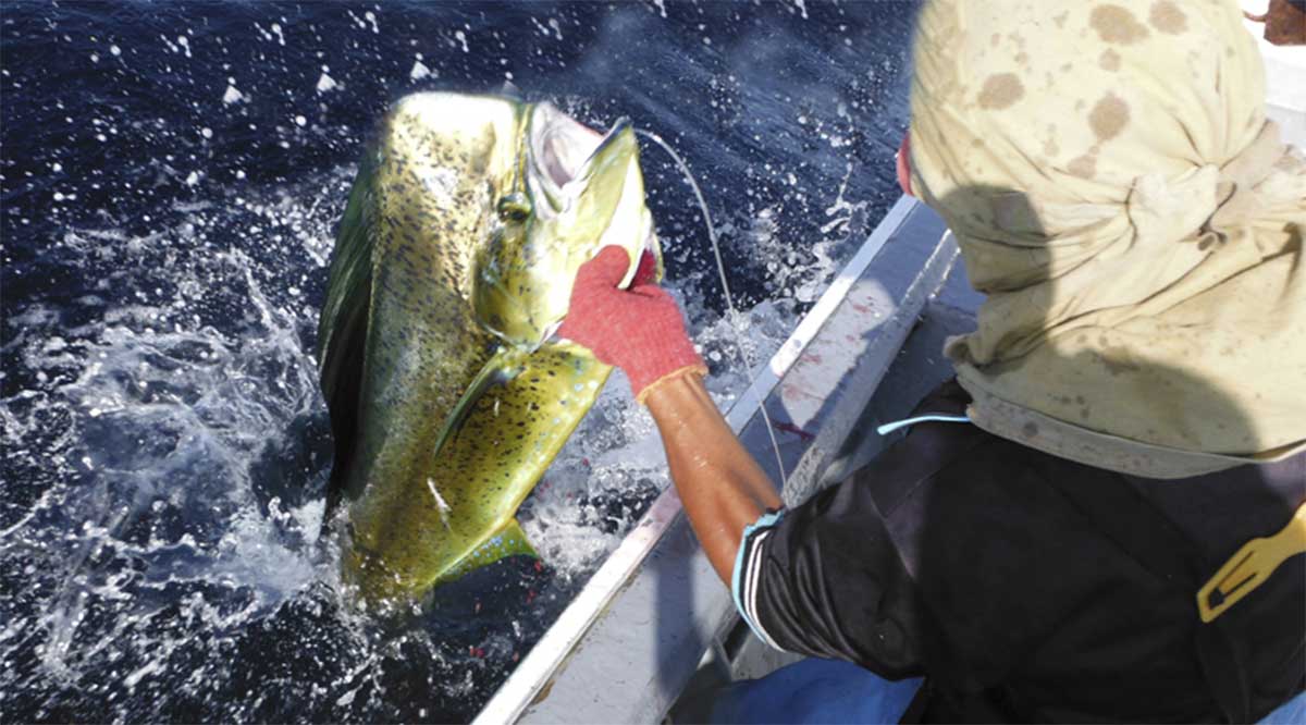 Rechazan pescadores deportivos y ribereños de BCS la liberación del dorado