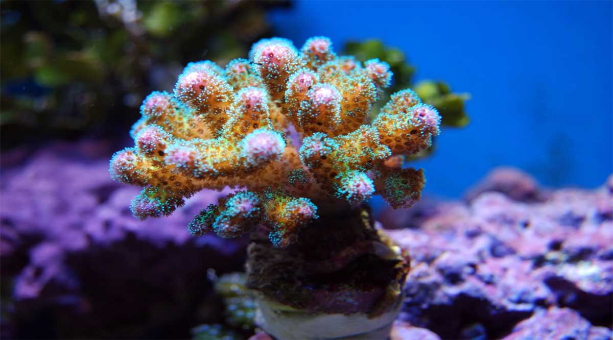 Podrían estarse adaptando algunas poblaciones de coral del Pacífico a las condiciones climáticas actuales