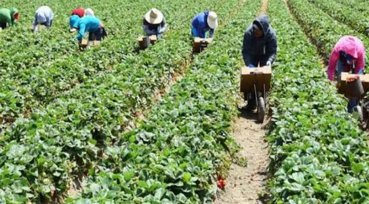 Empresa vulneró derechos laborales a 26 jornaleros agrícolas