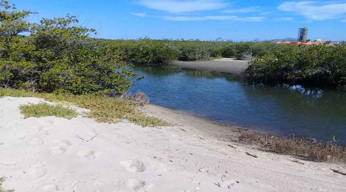 Limpian 15 km de costas y manglares a través de campaña en ensenada de La Paz