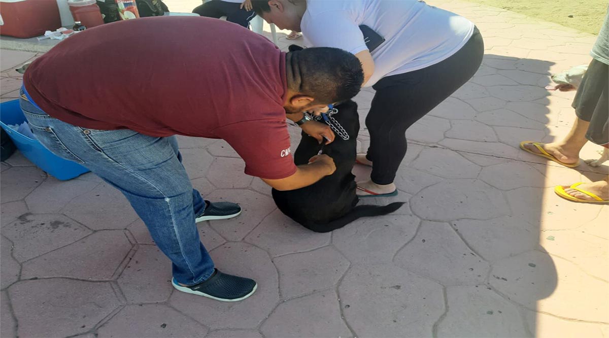 Atendieron más de 130 mascotas en Puerto Chale