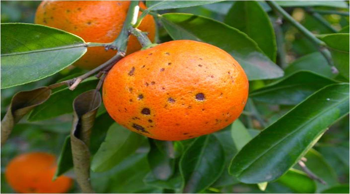 Evitan ingreso a BCS de 5 toneladas de mandarina y mango con larva de mosca de la fruta