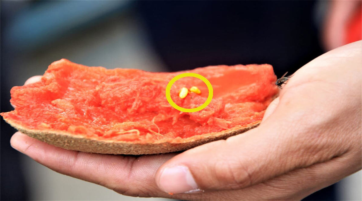 Confiscan y retornan a la entidad de origen 6.6 toneladas de frutas con larva de mosca de la fruta