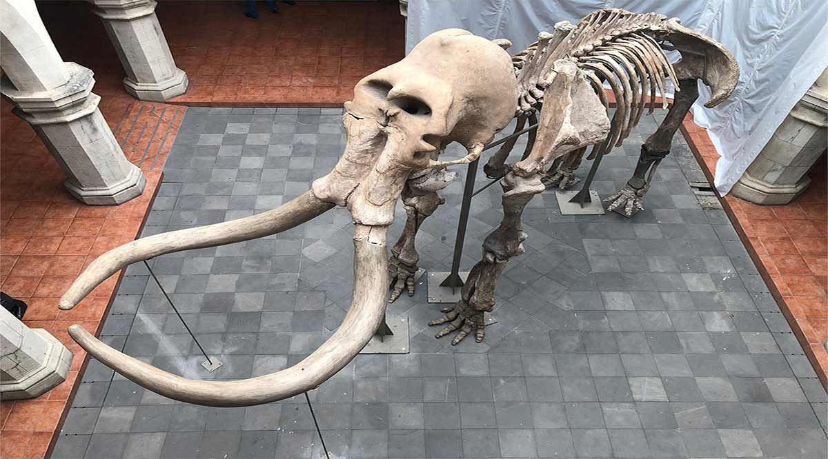 Exhibirán esqueleto de mamut en La Paz