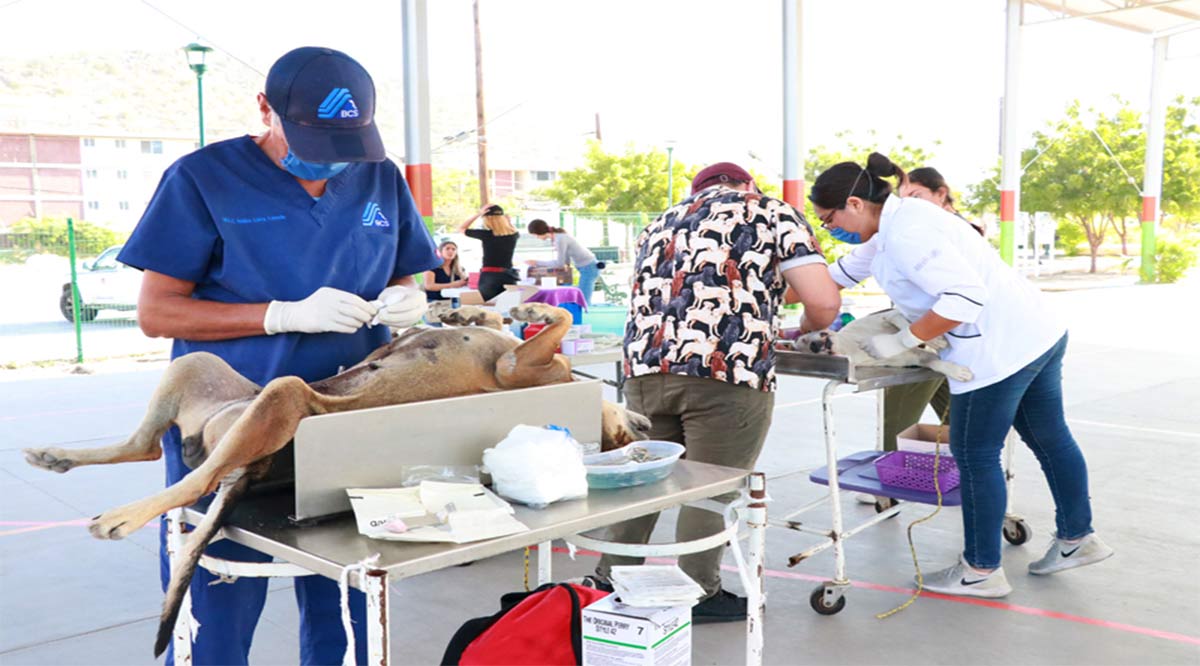 Realizan esterilizaciones caninas y felinas en La Paz