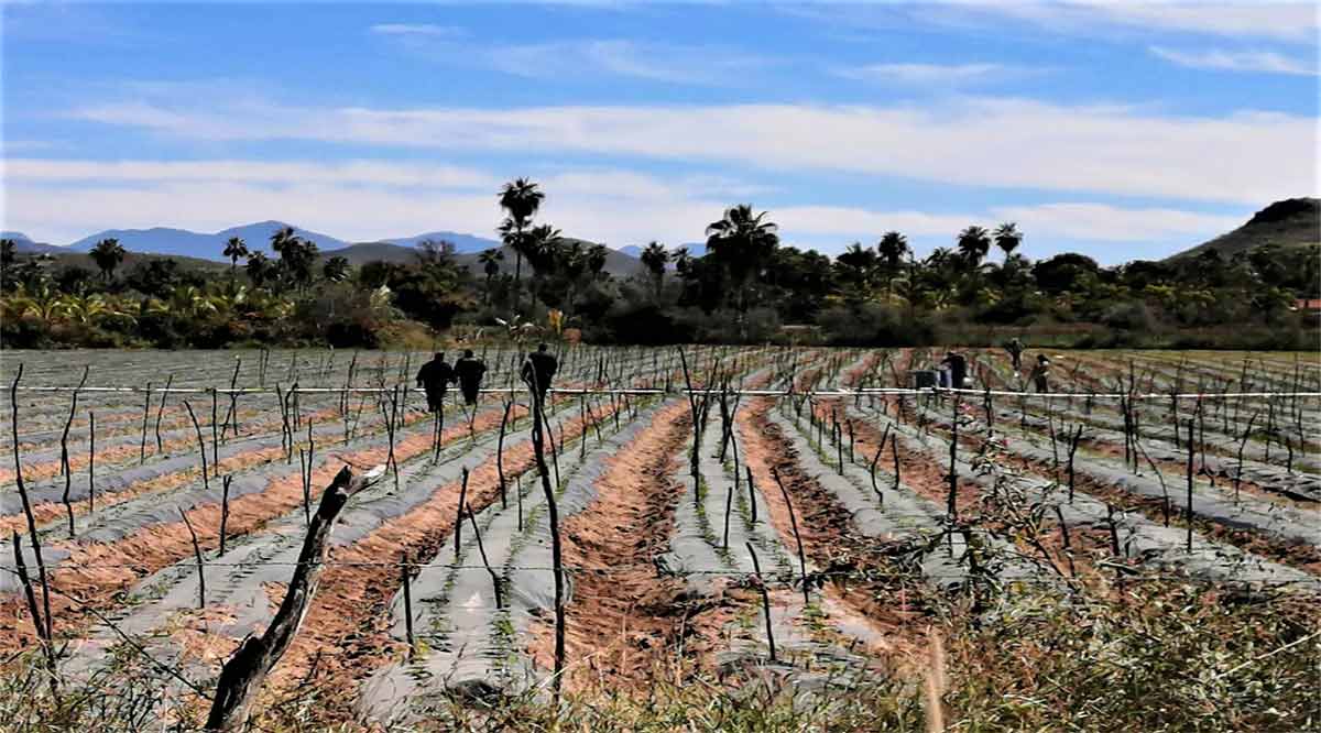 Clausuran en forma definitiva la huerta El Guayabo en Todos Santos