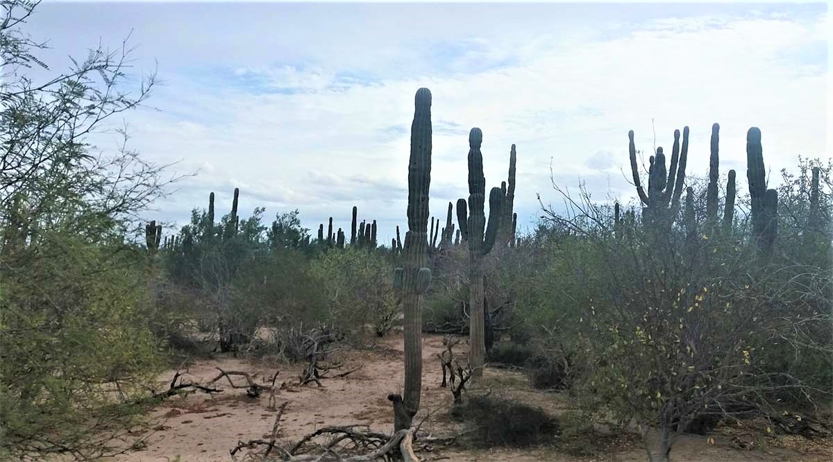 Aprueban Jardín Etnobiológico para Baja California Sur