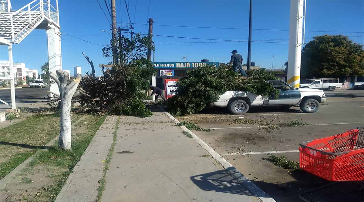 Tienda Ley deberá pagar multa y reponer árboles por tala en la 8 de Octubre