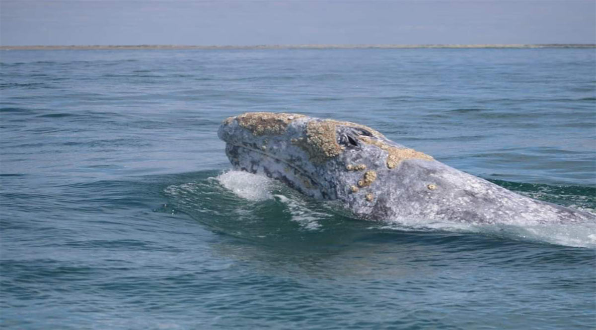 Arranca el Festival Internacional de la Ballena Gris 2023 en López Mateos Arranca el Festival Internacional de la Ballena Gris 2023 en López Mateos