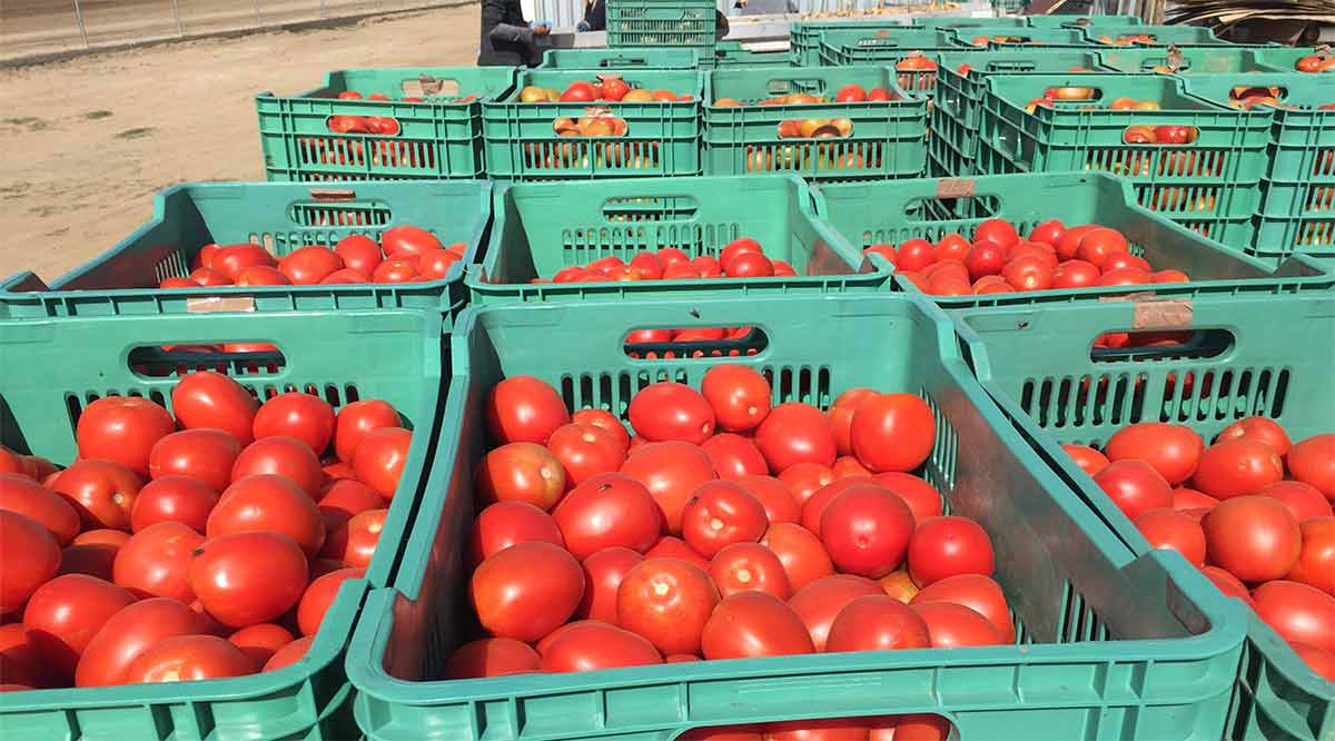 Apoyarán cadenas comerciales a productores primarios de BCS