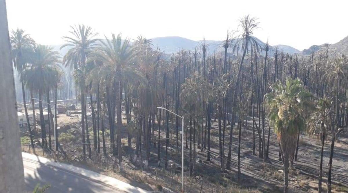 Controlado el segundo incendio en el palmar de Mulegé