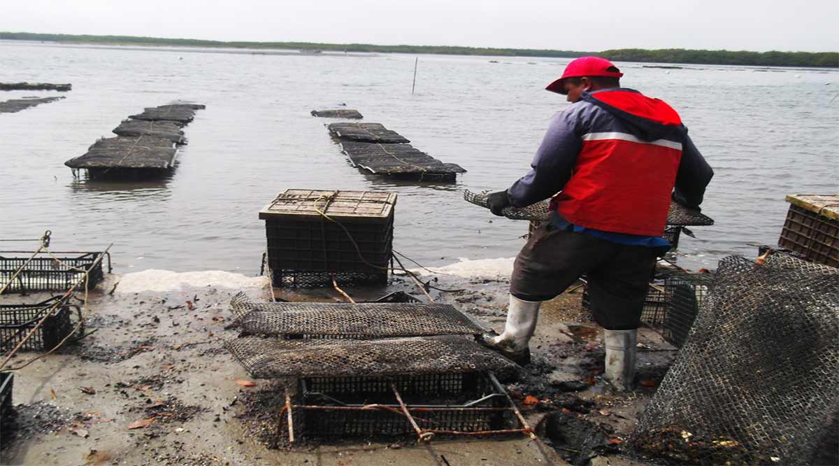 Cierra el 15 de junio programa de semilla para cultivo de ostión, camarón, trucha y tilapia