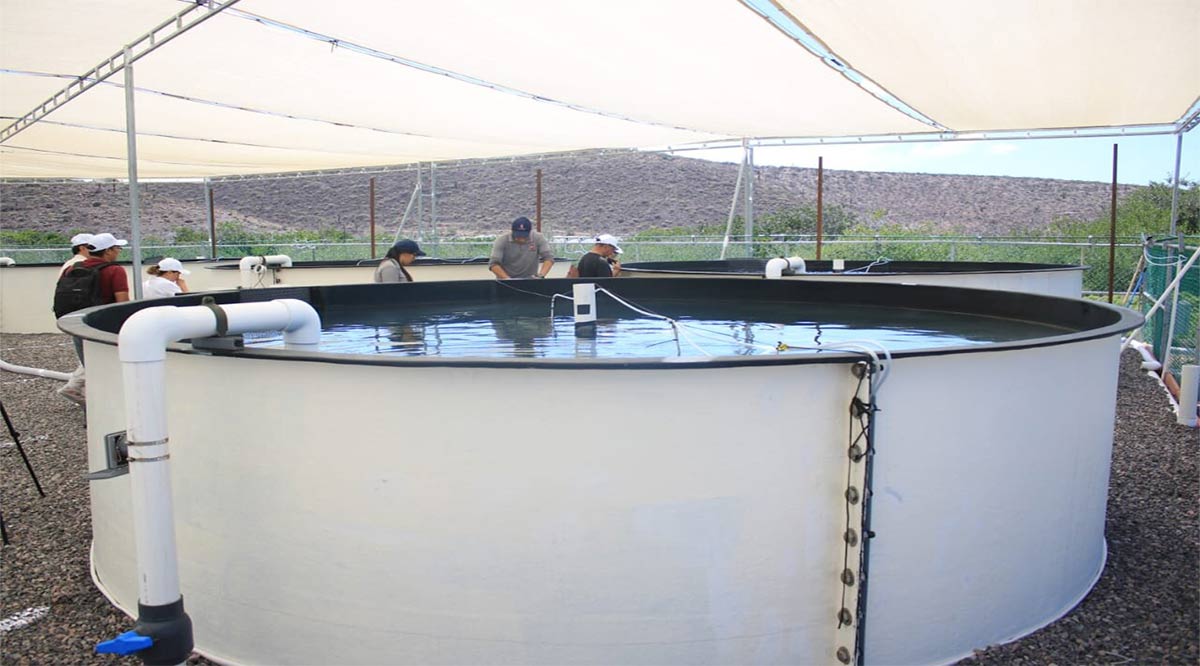 Exitosa vinculación entre UABCS y empresa de cultivo de jurel