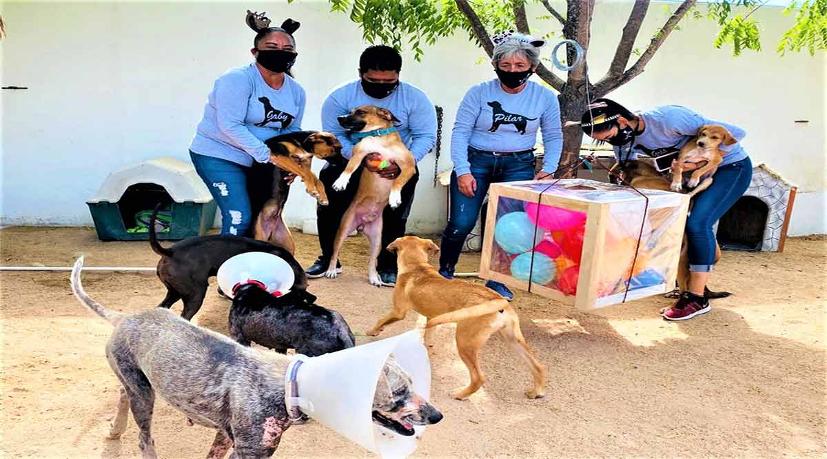 Se han adoptado 187 perros del CEMAC en 7 meses