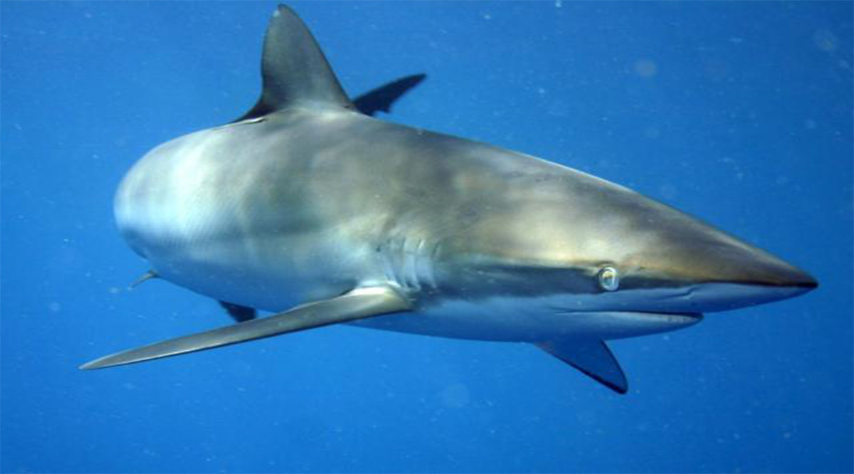 Inició temporada de captura de tiburón y rayas en la zona Pacífico Inició temporada de captura de tiburón y rayas en la zona Pacífico