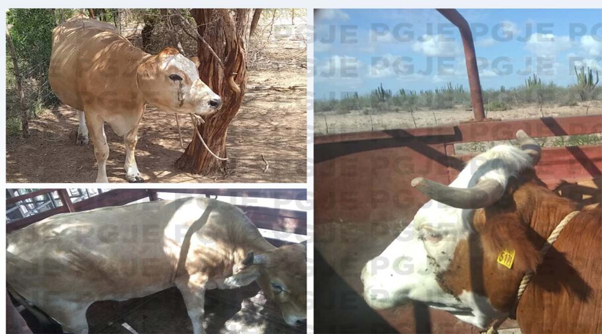 Recuperan 3 bovinos reportados como robados en Comondú Recuperan 3 bovinos reportados como robados en Comondú