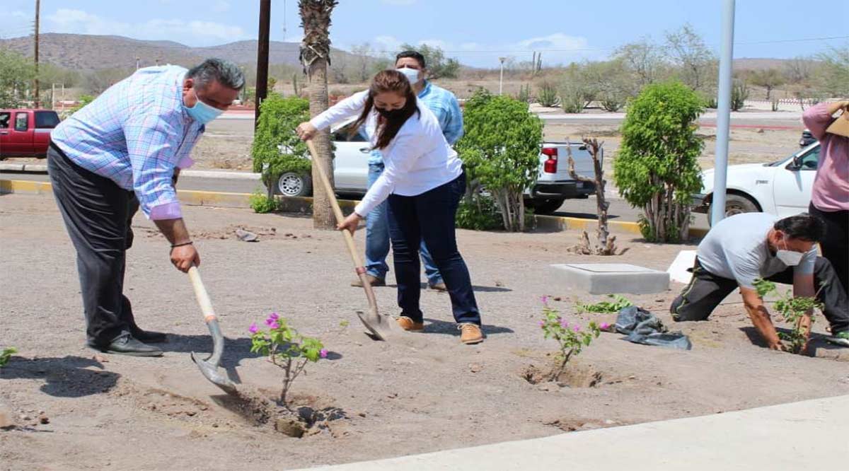 Apoya gobierno estatal reforestación de espacios públicos en Loreto y Mulegé