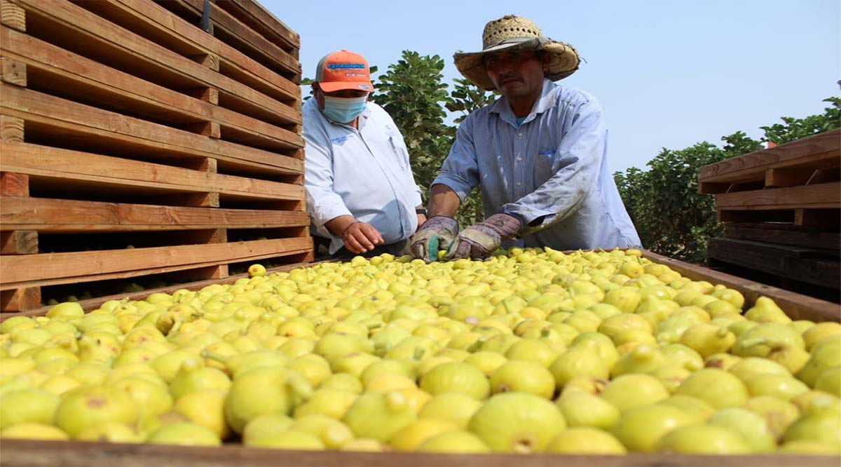 Es BCS la segunda entidad del país con mayor generación de empleos en el sector agrícola