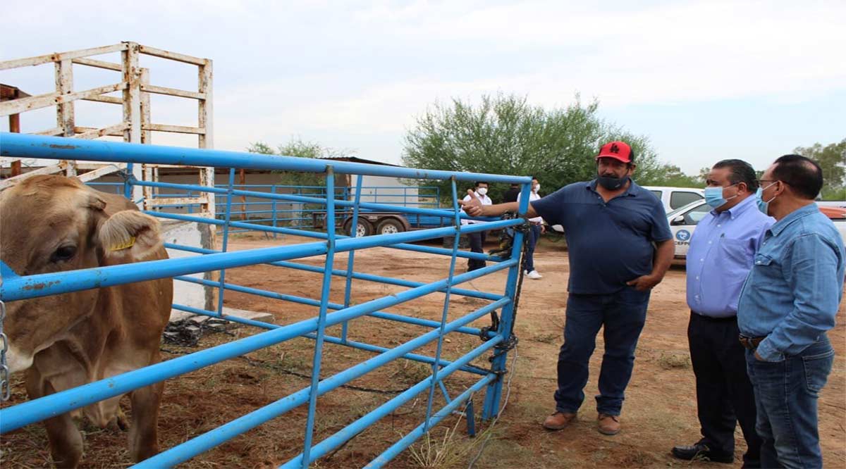 Expide gobierno de BCS nuevo título ganadero