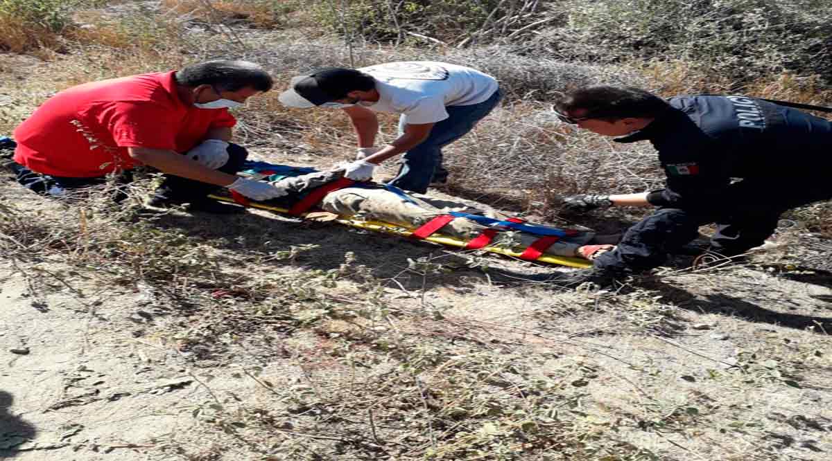 Cayó de su caballo y se lesionó la cabeza en Todos Santos