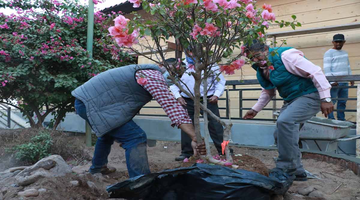 Reforestan plaza Juárez en Santa Rosalía