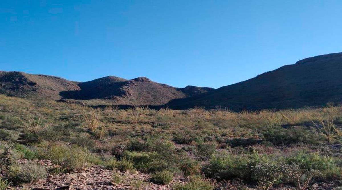 Publicó Conafor las Reglas de Operación 2021 del programa Apoyos para el Desarrollo Forestal Sustentable