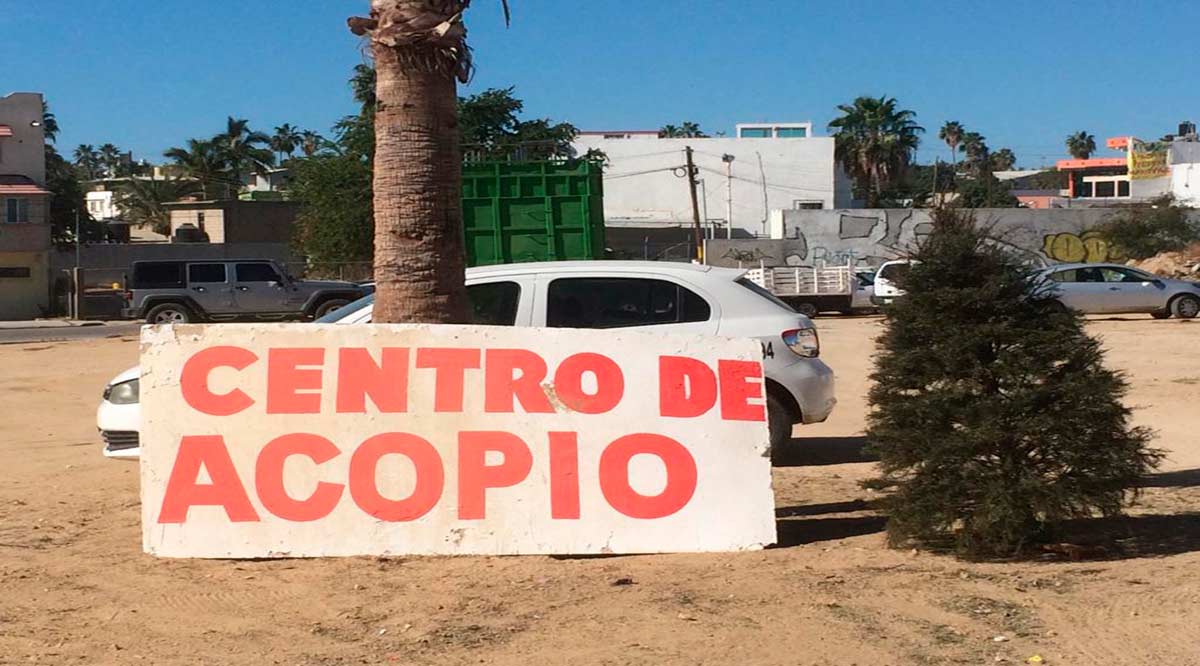 Se mantienen abiertos los Centros de Acopio de árboles navideños en Los Cabos