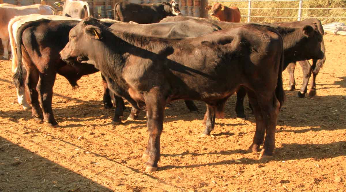 Provoca sequía en Mulegé la pérdida de más del 50% del ganado