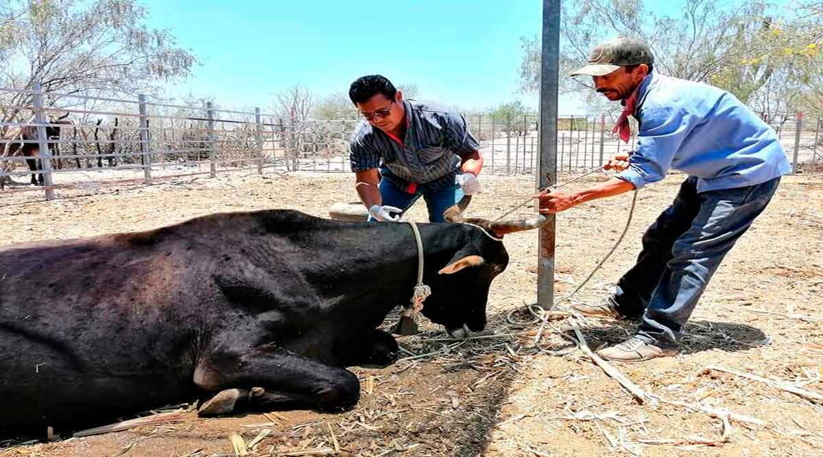 Esperan este año concluir en BCS con la campaña contra la tuberculosis bovina