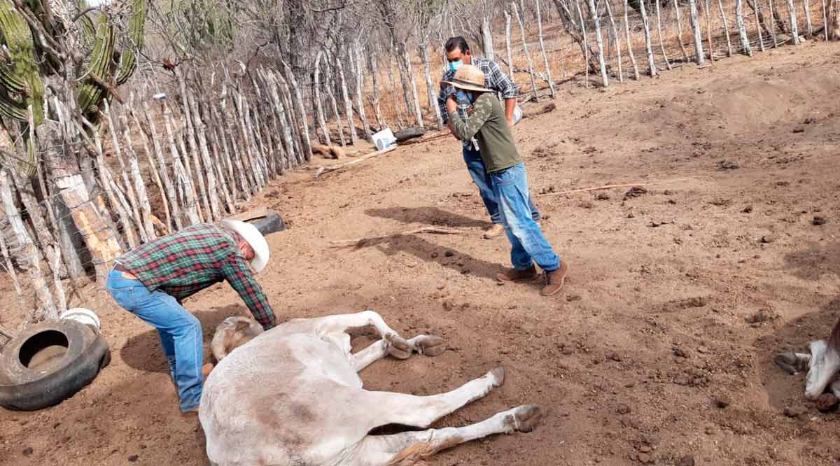 Por enfermedad mueren más de 30 reses en El Triunfo