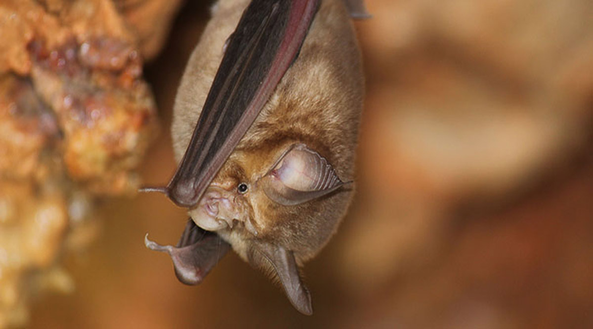Poco valorados los murciélagos a pesar de que su papel ecológico: UABCS