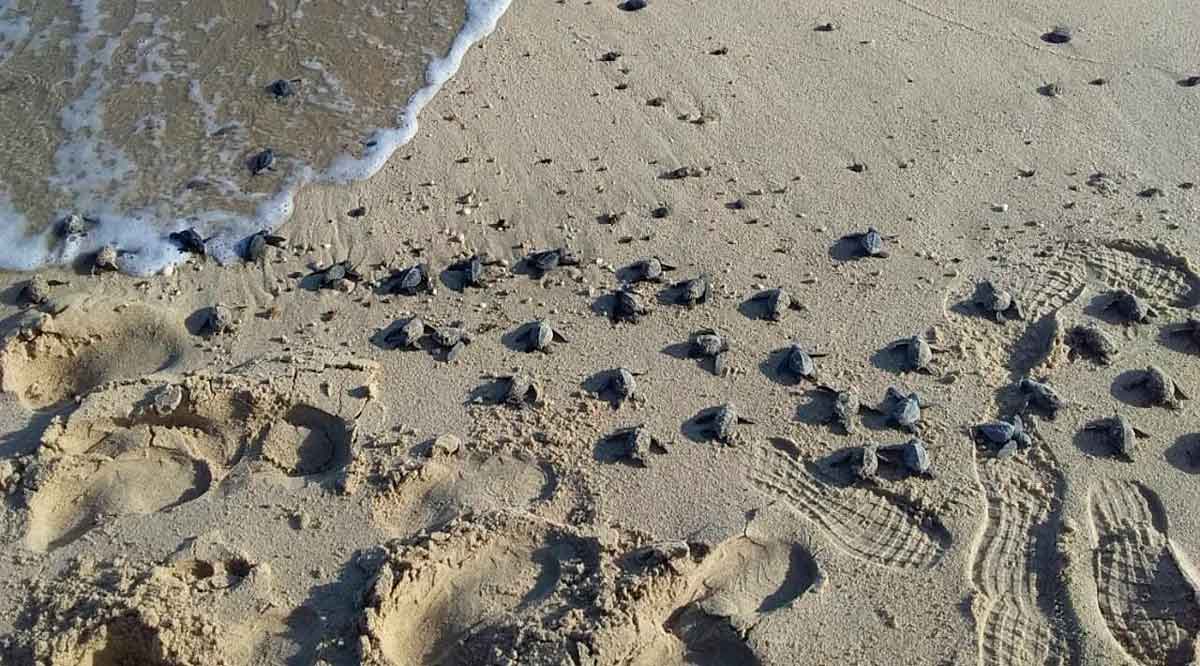 Liberó Zofemat de La Paz más de 600 tortugas en el 2020 Liberó Zofemat de La Paz más de 600 tortugas en el 2020