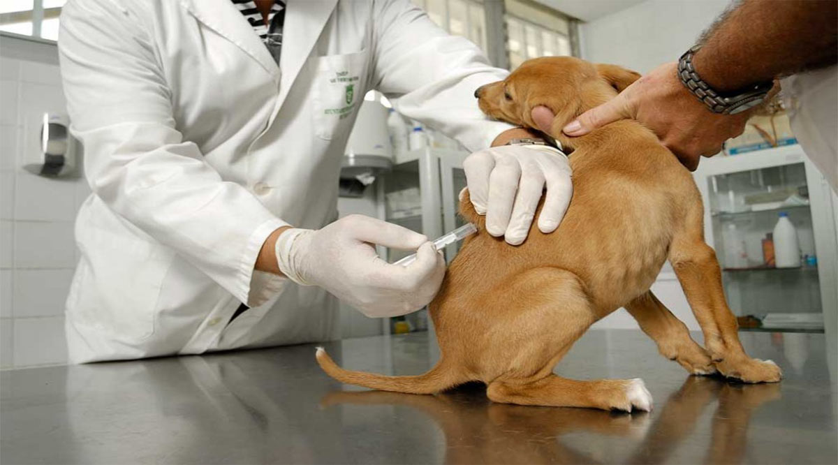 La importancia del cuidado y vacunación canina