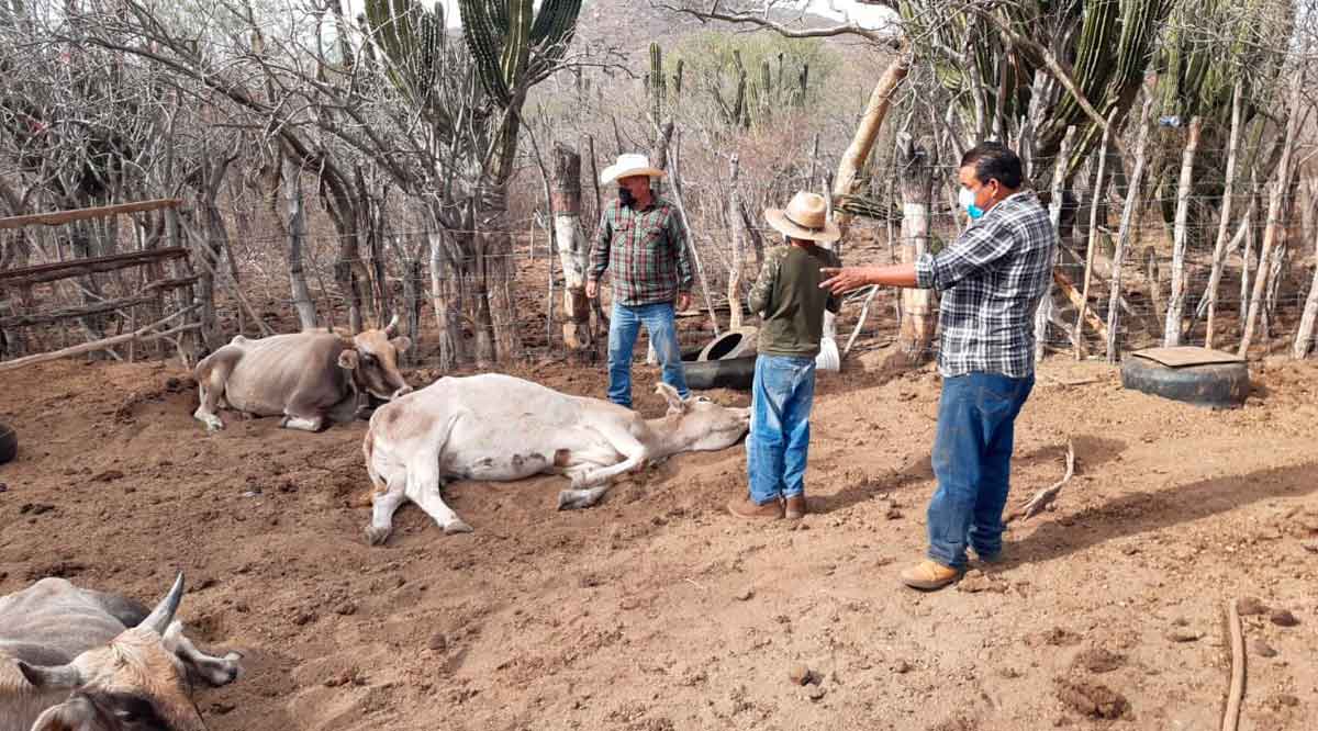 Desnutrición y neumonía causas de la muerte de ganado en BCS