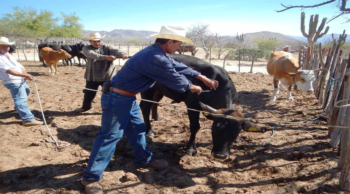 Apoya gobierno de BCS con 70 mil dosis de vacuna para el ganado