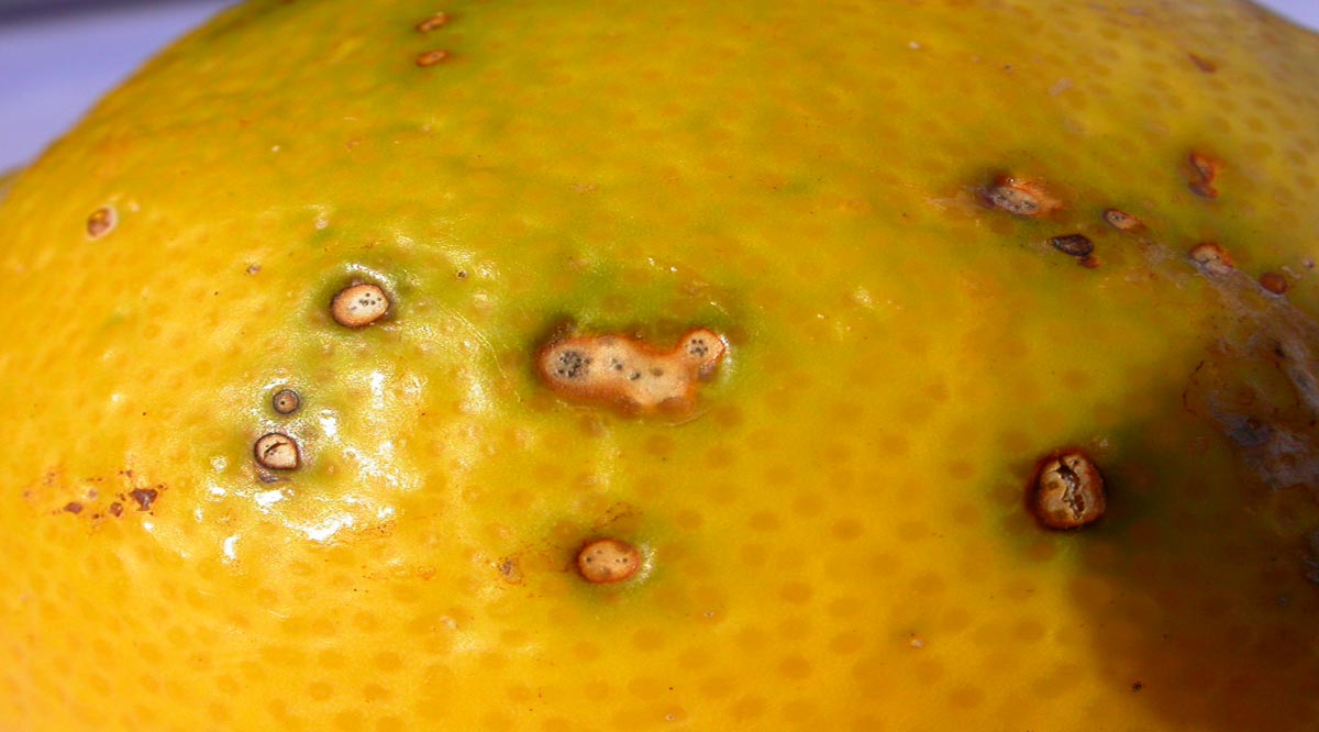Se han reducido hasta el 90% los brotes de mosca de la fruta en BCS
