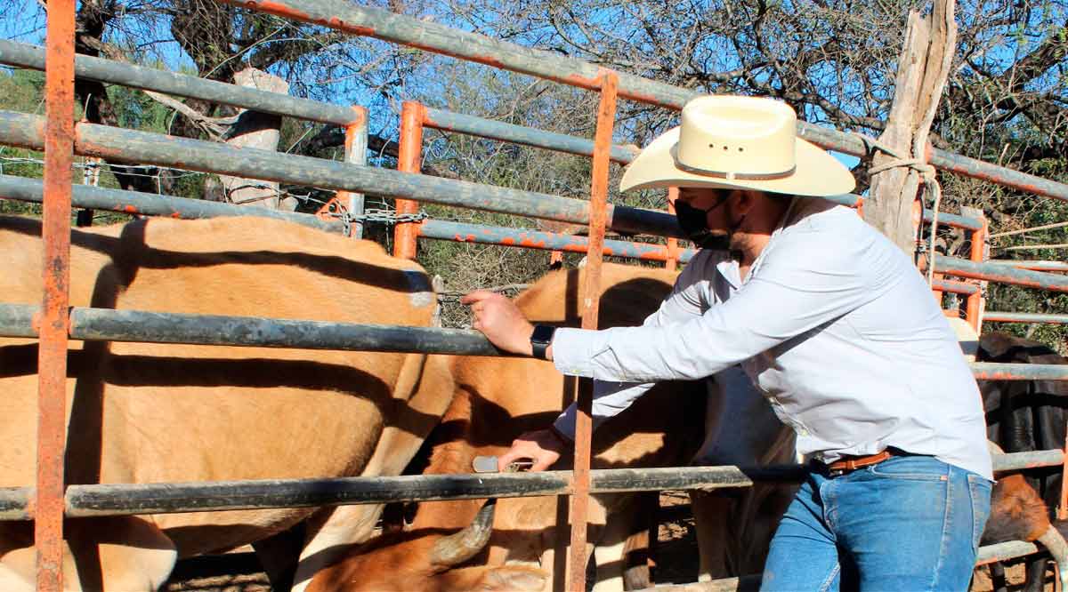 Mantienen apoyos de alimento y vacunación al sector ganadero de BCS