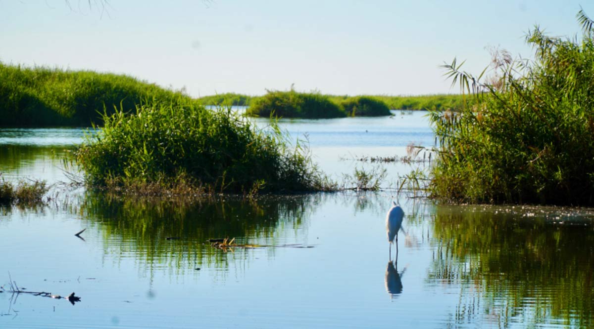Efectúan tareas de saneamiento y limpieza en el Estero de San José del Cabo