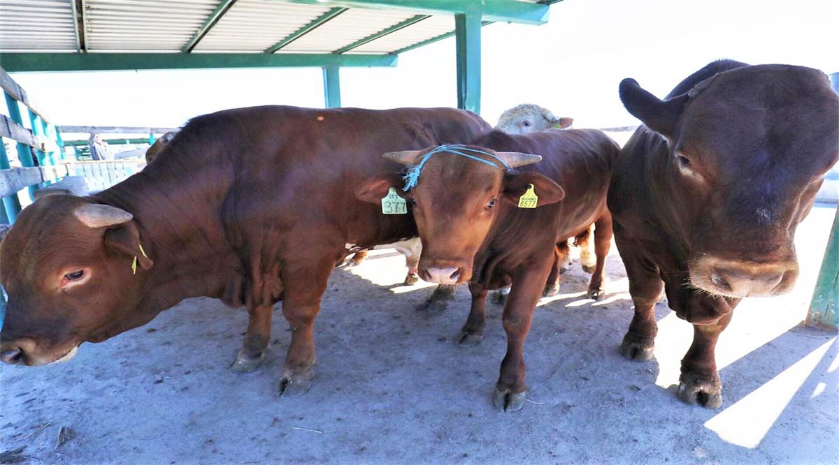 Se han apoyado en BCS a productores con 587 sementales mejorados y de registro