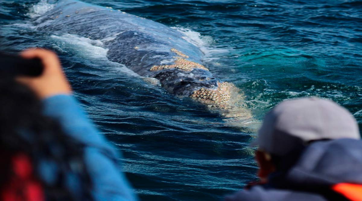 Cerró Puerto Chale su temporada de avistamiento de la ballena gris