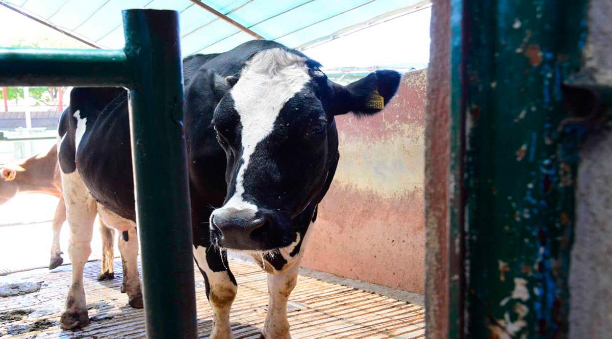 Analizarán expertos el impacto de la sequía en el ganado de BCS y sus posibles soluciones