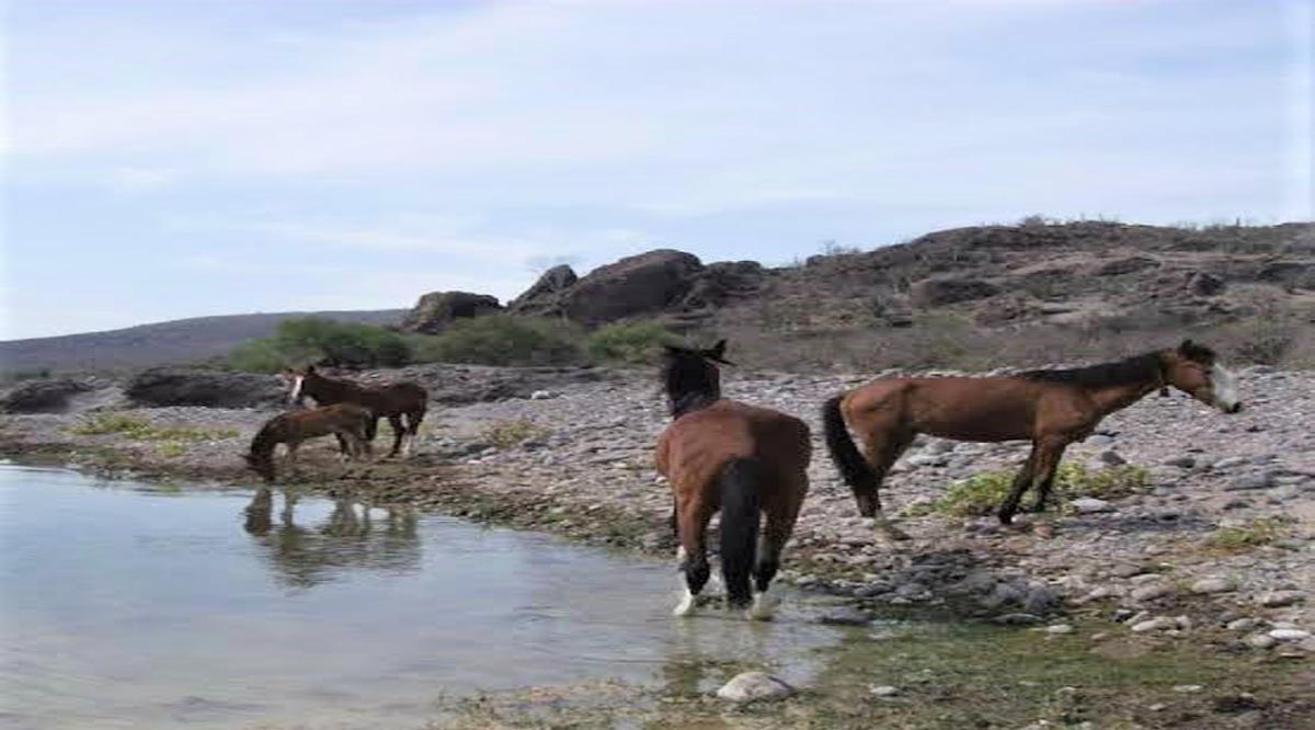 Sacrifican animales en Loreto con síntomas de rabia