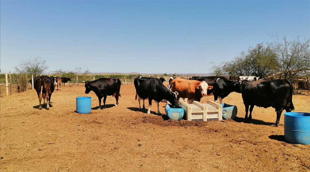 Favorecen lluvias de “Enrique” al sector agropecuario de La Paz y Los Cabos