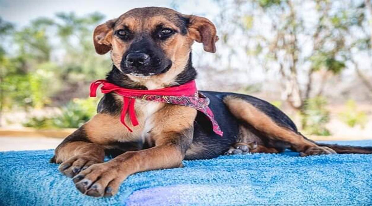 Realizarán hoy segunda Feria de Adopciones caninas en La Paz