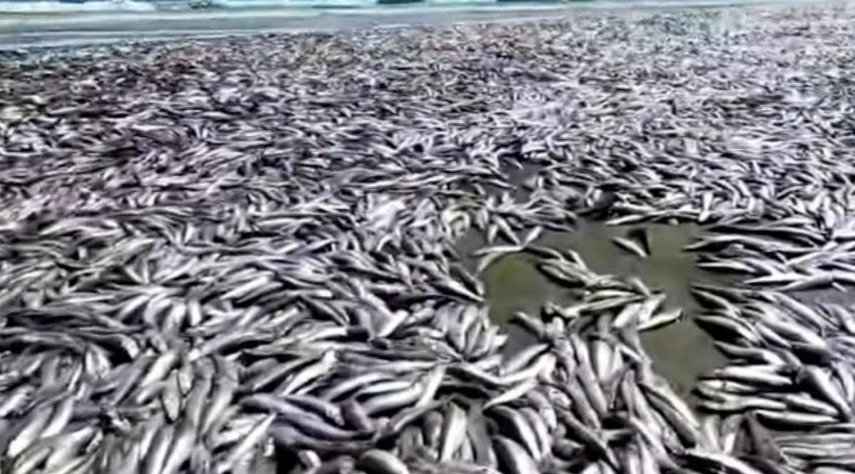 Varamiento de sardinas en el norte de BCS fue provocado por altas temperaturas del mar