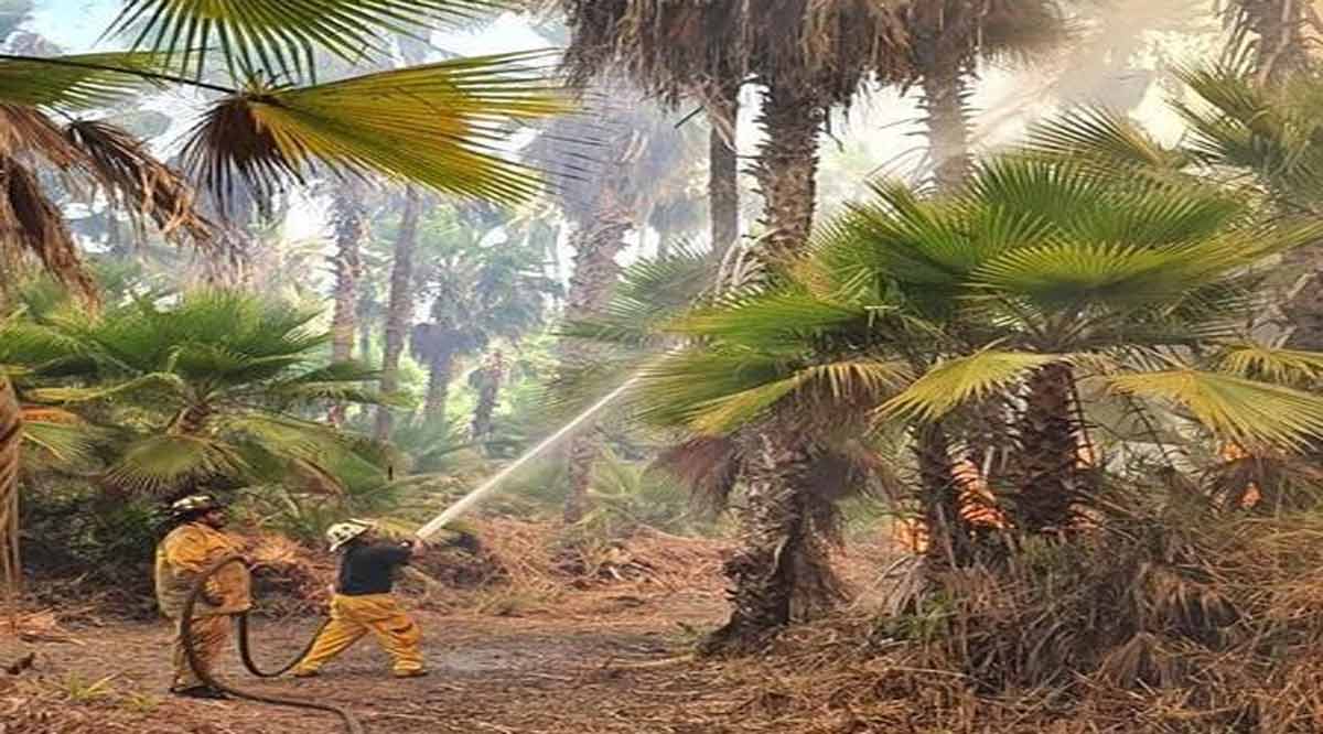 Pudo ser provocado el incendio del palmar de Todos Santos