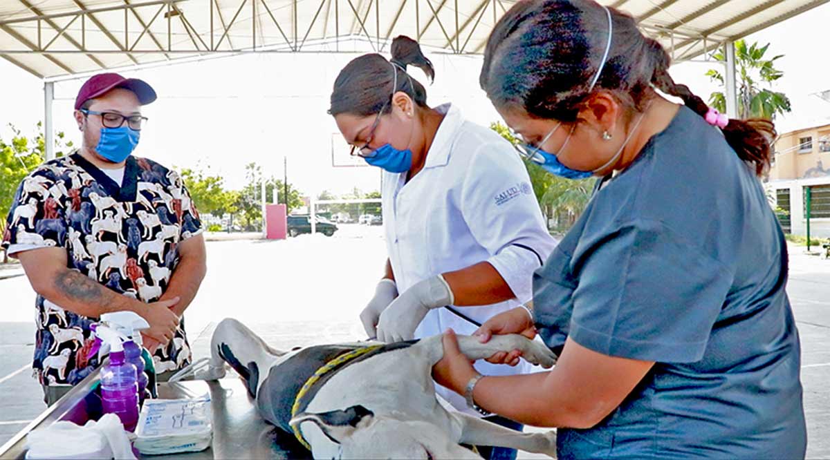 Realizaron en Los Cabos la esterilización de 7,690 perros y gatos en el 2023