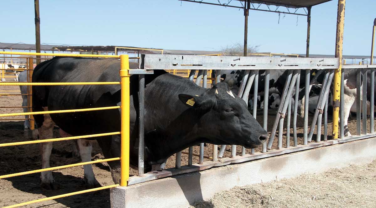 Se impulsará en BCS la sanidad animal en el sector ganadero