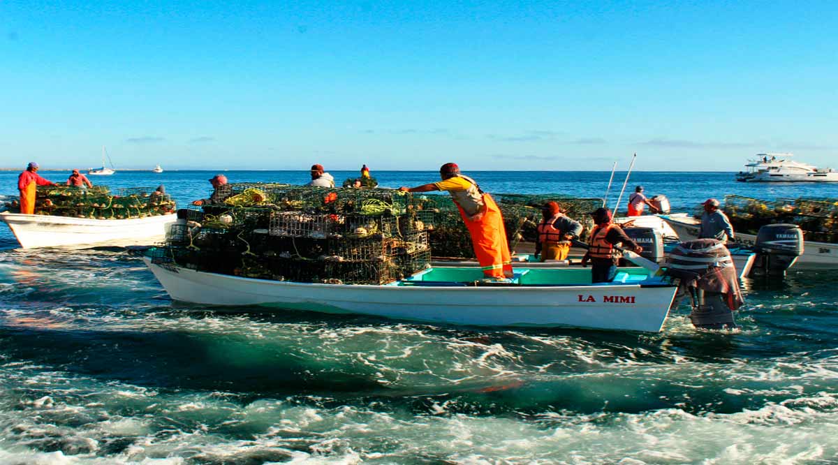 Arrancará la temporada de captura de langosta en el norte de BCS